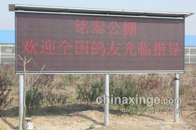 直击许昌铭泰公棚预赛-特种兵(鸿胜翔)-中国信鸽信息网 www.chinaxinge.com